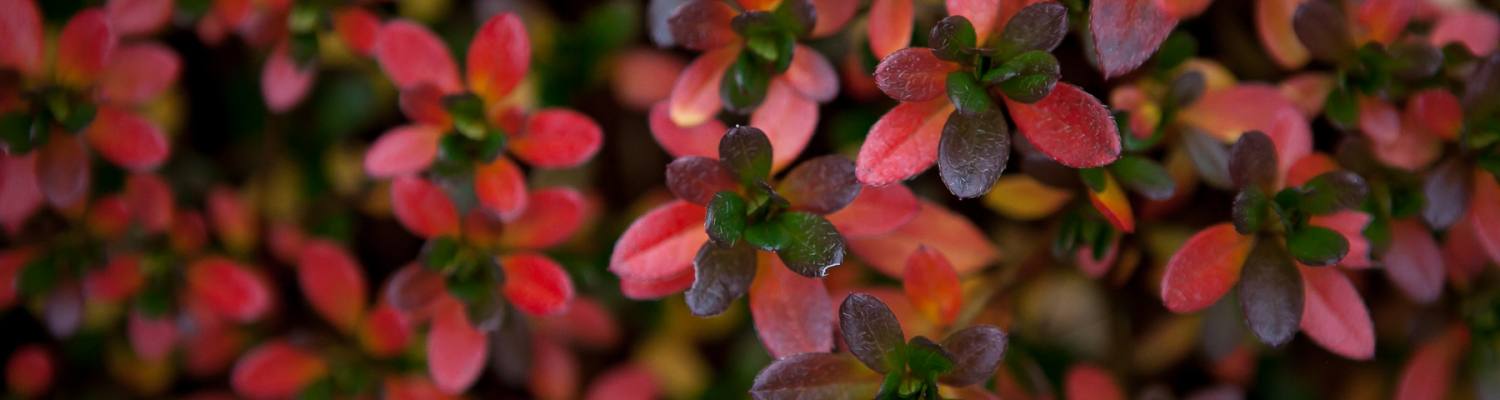 Azalia japońska 'GEISHA ORANGE Satschiko'