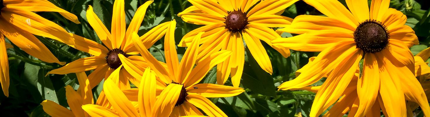 Rudbekia błyskotliwa Goldstrum