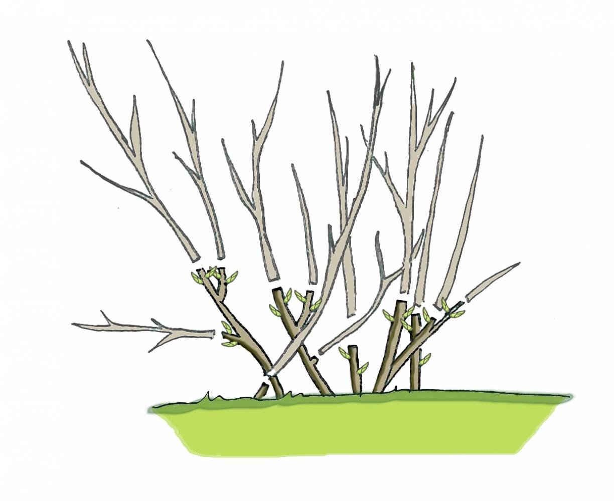 Дерен пестролистный весной. Дерен Элегантиссима (elegantissima). Дёрен пестролистный обрезка. Дерен Элегантиссима отводками. Дерен побеги.