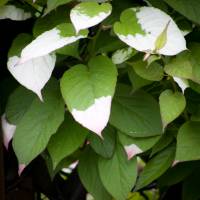 Aktinidia pstrolistna