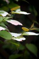 Aktinidia pstrolistna
