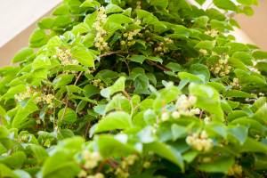 Aktinidia ostrolistna 'Weiki'