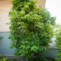 Aktinidia ostrolistna 'Weiki'