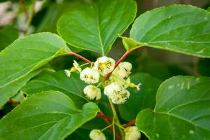Aktinidia ostrolistna 'Weiki'