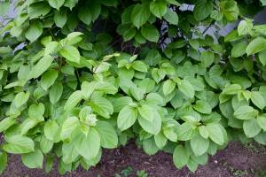Aktinidia ostrolistna 'Weiki'