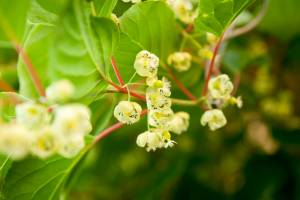 Aktinidia ostrolistna 'Weiki'