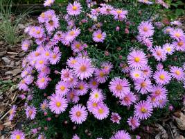 Aster 'Herbstgruss vom Bresserhof'