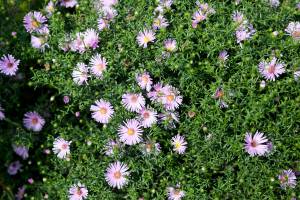 Aster 'Herbstgruss vom Bresserhof'