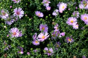 Aster 'Herbstgruss vom Bresserhof'