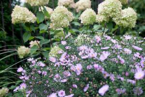 Aster 'Herbstgruss vom Bresserhof', Hortensja bukietowa 'Limelight'