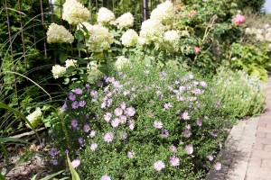 Aster 'Herbstgruss vom Bresserhof', Hortensja bukietowa 'Limelight'