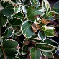 Anthraknose