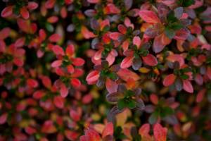 Azalia japońska 'GEISHA ORANGE Satschiko'