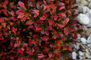 Azalia japońska 'GEISHA ORANGE Satschiko'