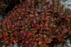 Azalia japońska 'GEISHA ORANGE Satschiko'