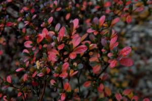 Azalia japońska 'GEISHA ORANGE Satschiko'