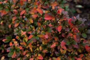 Azalia japońska 'GEISHA ORANGE Satschiko'