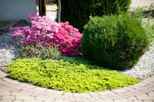 Azalia japońska 'Kermesina', Azalia japońska 'Kermesina Rosé', Jałowiec płożący 'Golden Carpet'