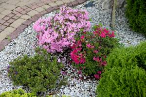 Azalia japońska 'Kermesina Rosé', Azalia japońska 'Kermesina'