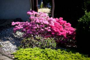Azalia japońska 'Kermesina Rosé', Azalia japońska 'Kermesina'