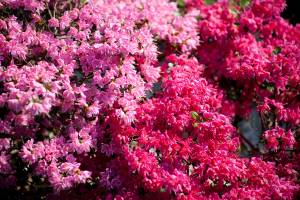 Azalia japońska 'Kermesina Rosé', Azalia japońska 'Kermesina'