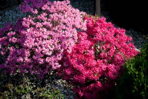 Azalia japońska 'Kermesina Rosé', Azalia japońska 'Kermesina'