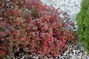 Azalia japońska 'Kermesina'