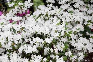 Azalia japońska 'Kermesina Alba'