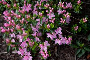 Azalia japońska 'Kermesina Rosé'