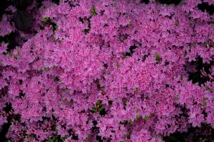 Azalia japońska 'Kermesina Rosé'