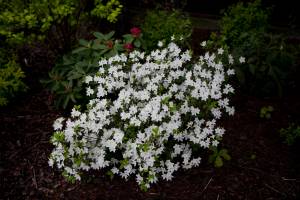 Azalia japońska 'Luzi'