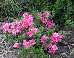 Azalia japońska 'BABUSCHKA 'Hachbabu''