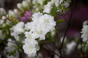 Azalia japońska 'EISPRINZESSIN Hacheis'