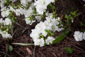 Azalia japońska 'EISPRINZESSIN Hacheis'