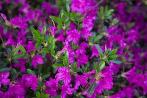 Azalia japońska 'Hiroko / Geisha Purple'