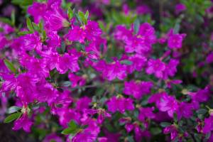 Azalia japońska 'Hiroko / Geisha Purple'