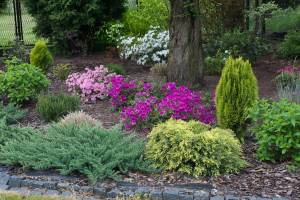 Azalia japońska 'Kermesina Rosé', Azalia japońska 'Luzi', Azalia japońska 'Orlice', Sosna górska, Żywotnik wschodni 'Aurea Nana'