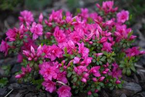 Azalia japońska 'Melina'