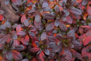 Azalia japońska 'Melina'