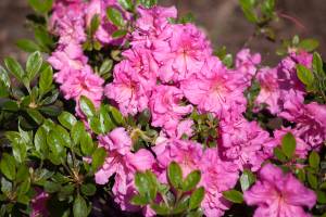 Azalia japońska 'PETTICOAT 'Hachpett''