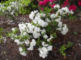 Azalia japońska 'SCHNEEPERLE 'Hachschnee''