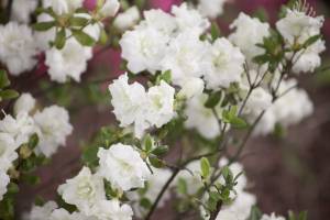 Azalia japońska 'SCHNEEPERLE 'Hachschnee''