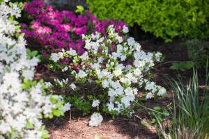 Azalia japońska 'SCHNEEPERLE 'Hachschnee''