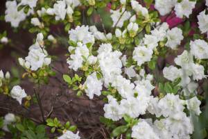 Azalia japońska 'SCHNEEPERLE 'Hachschnee''