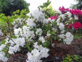 Azalia japońska 'SCHNEEPERLE 'Hachschnee''