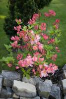 Azalia wielkokwiatowa 'Satomi'