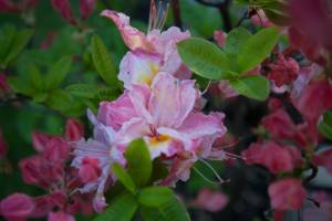 Azalia wielkokwiatowa 'Satomi'