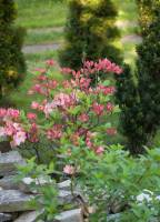 Azalia wielkokwiatowa 'Satomi'