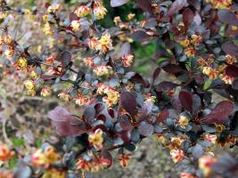 Berberys Thunberga ' Atropurpurea'