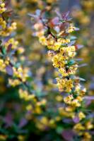 Berberys Thunberga Atropurpurea